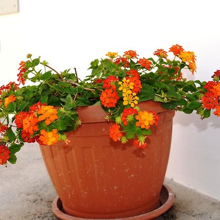 Casa Low Cost Tuglie Ngoại thất bức ảnh